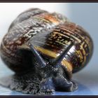 Schwarze Schnecke oder (gefleckte Schnirkelschnecke)