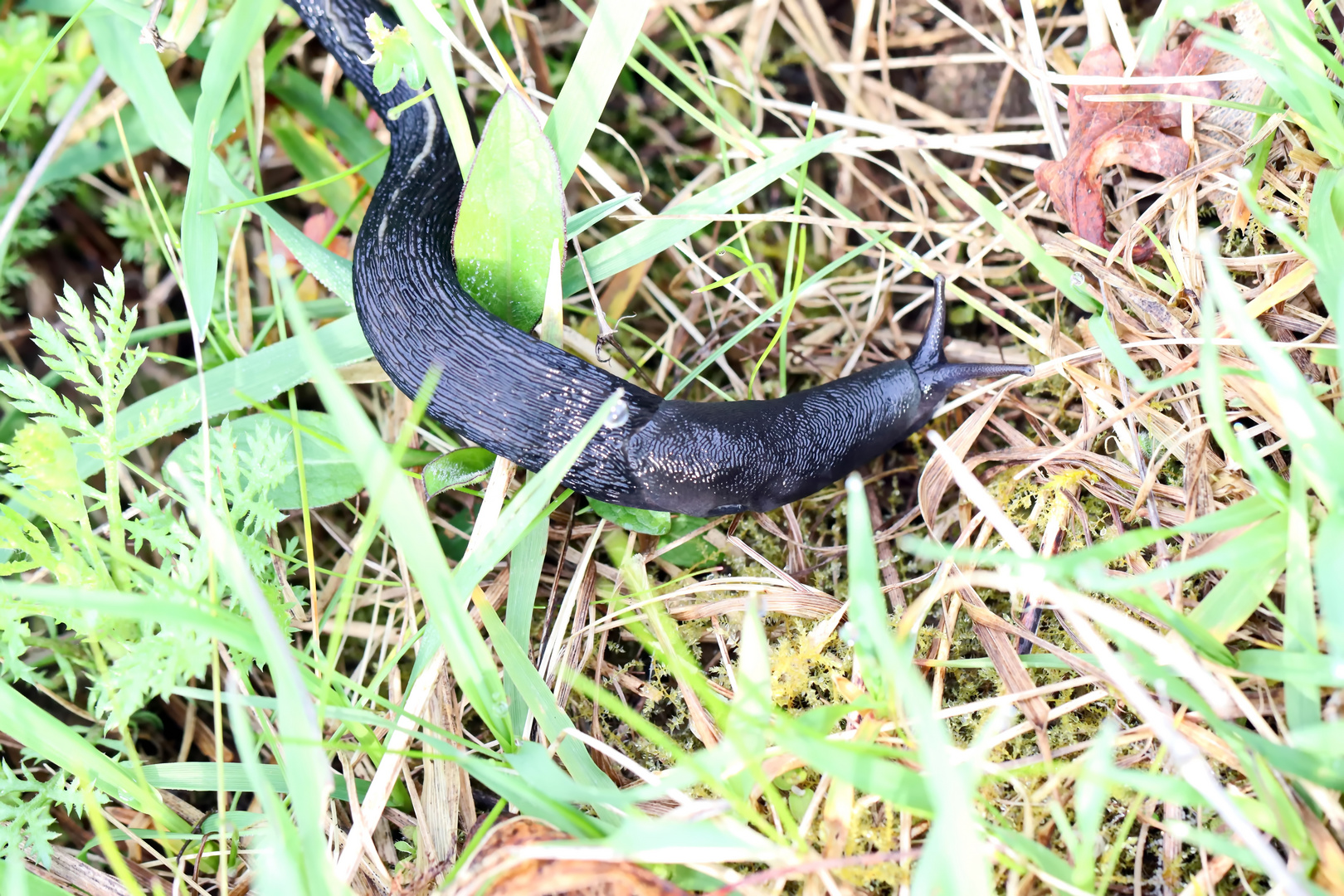 Schwarze Schnegel,Limax cinereoniger