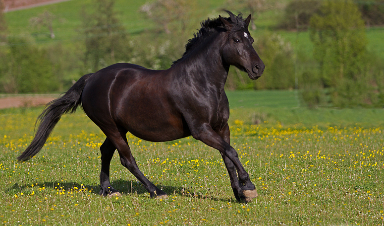 Schwarze Schönheit