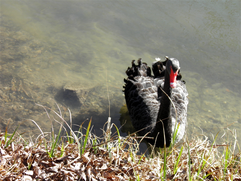 Schwarze Schönheit