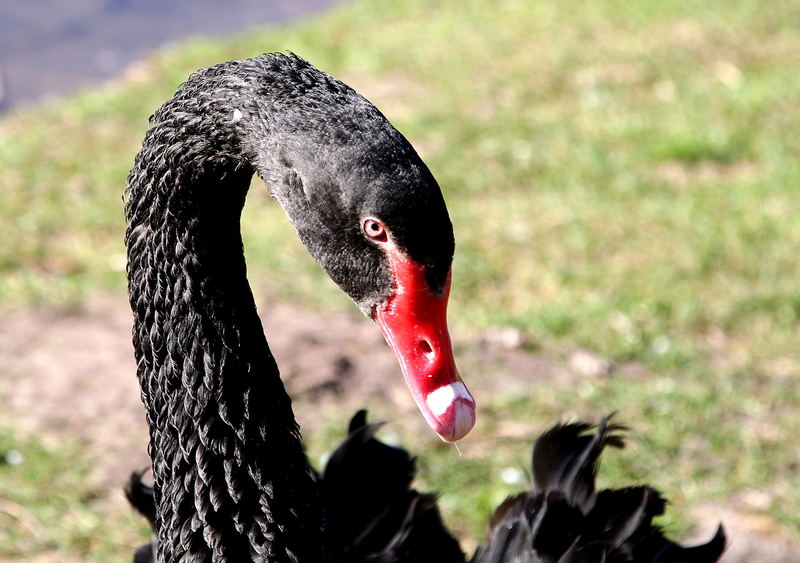 Schwarze Schönheit