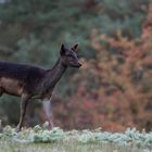 Schwarze Schönheit