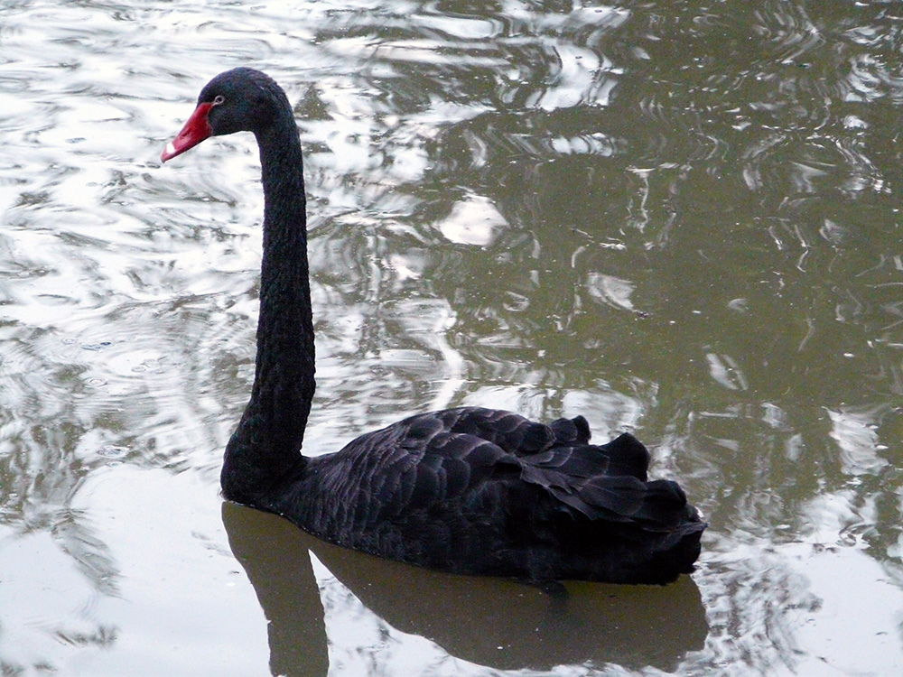 schwarze Schönheit