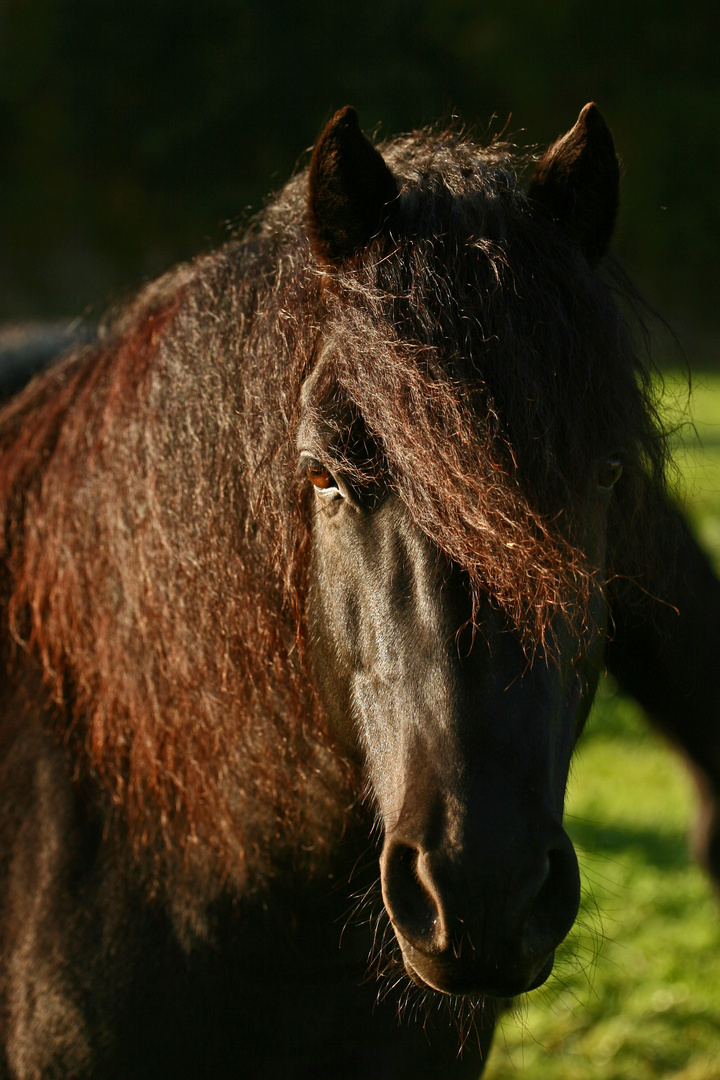 Schwarze Schönheit