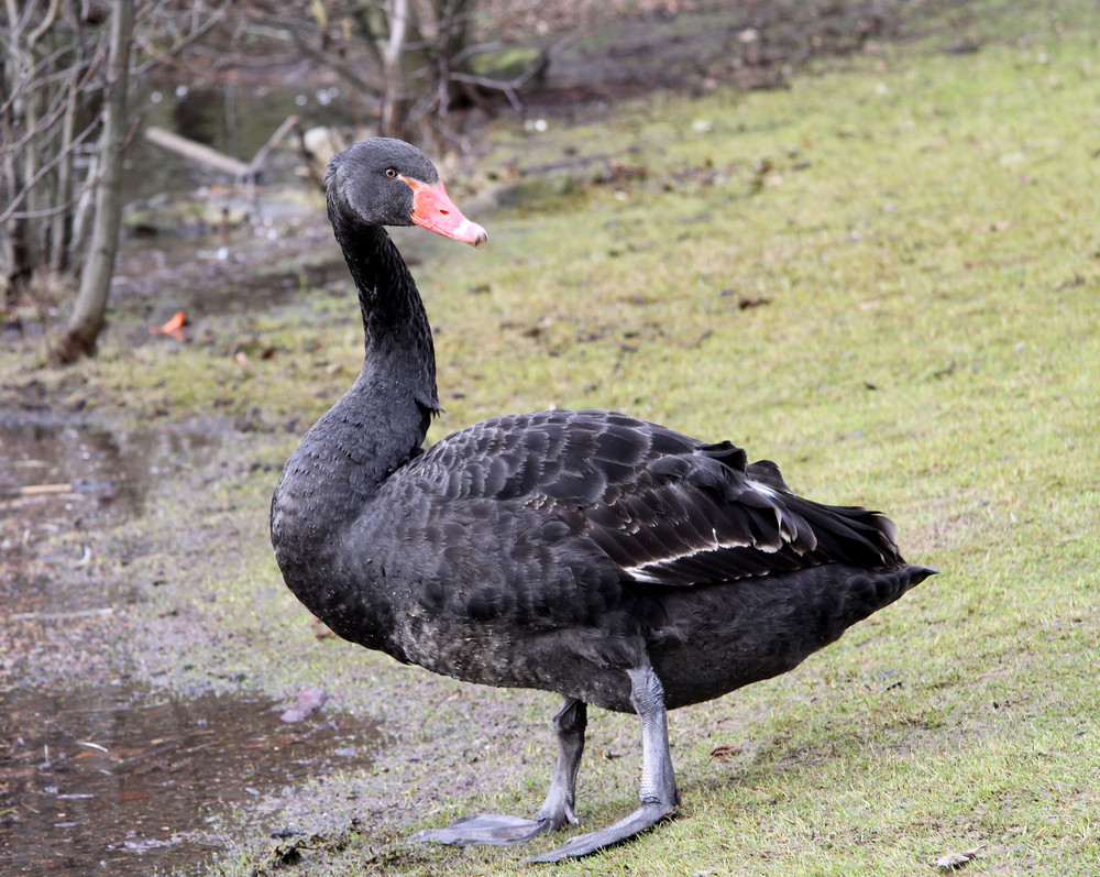 Schwarze Schönheit