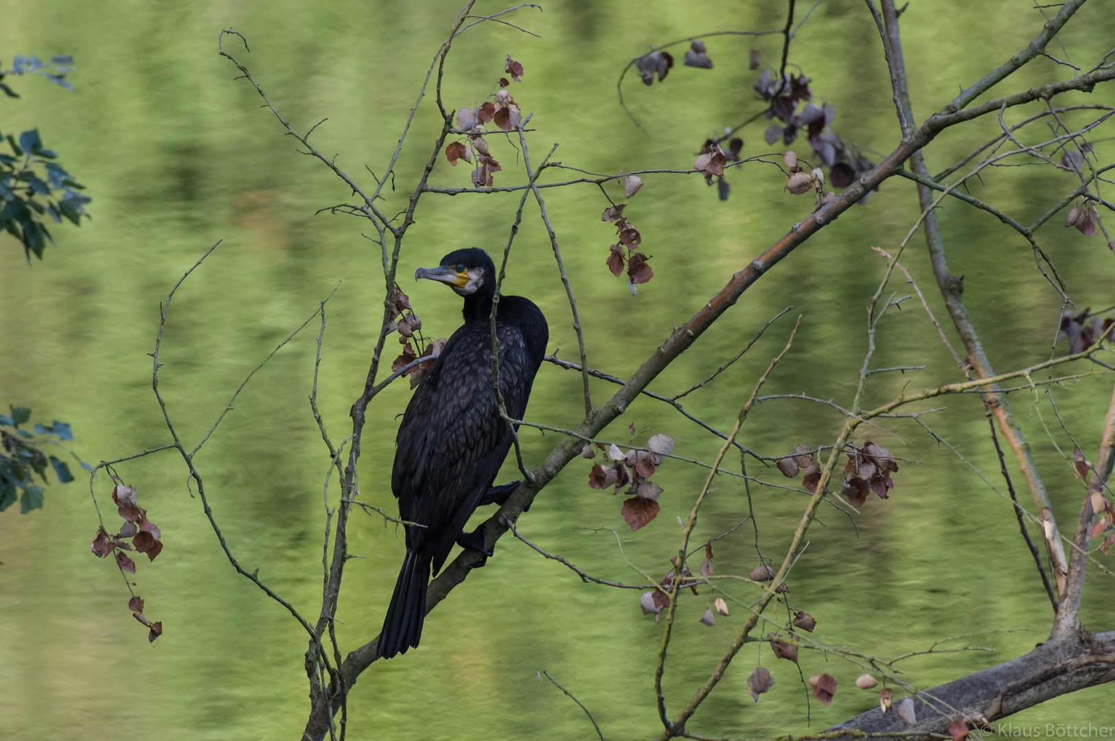 Schwarze Schönheit