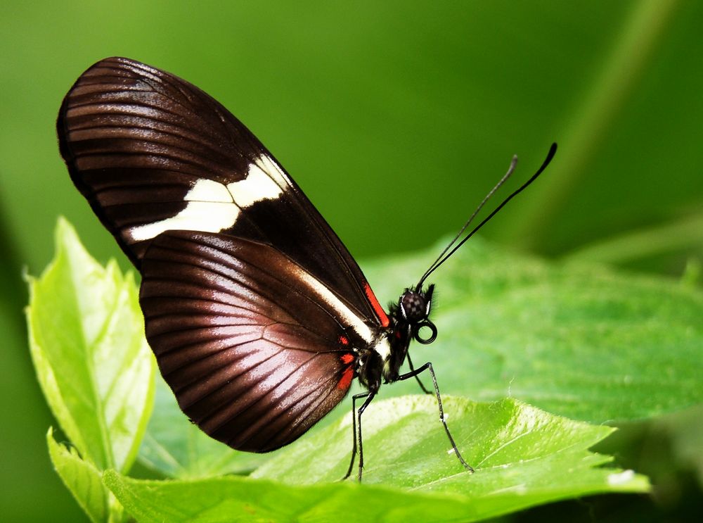 schwarze Schönheit