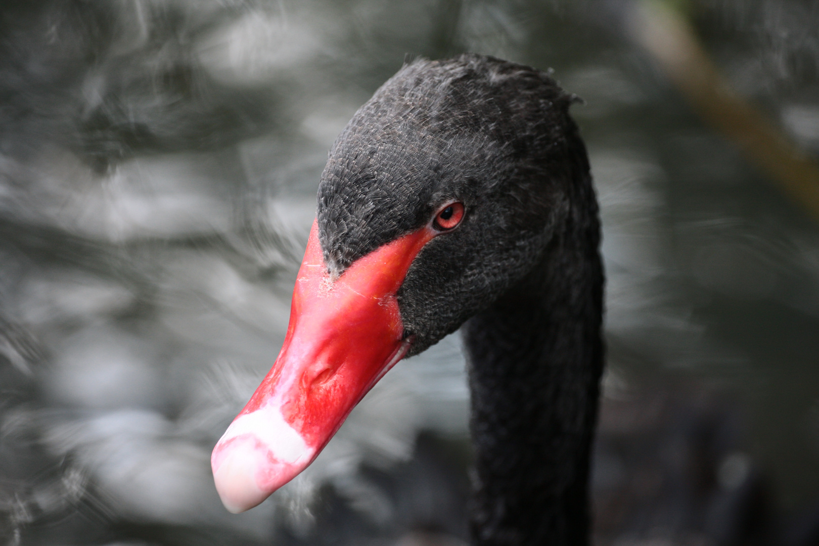 Schwarze Schönheit