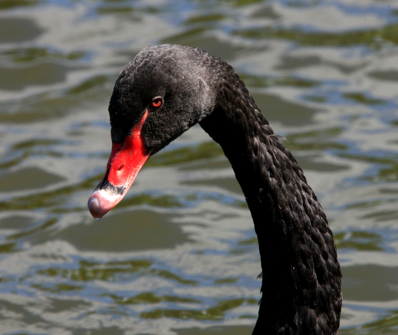 Schwarze Schönheit