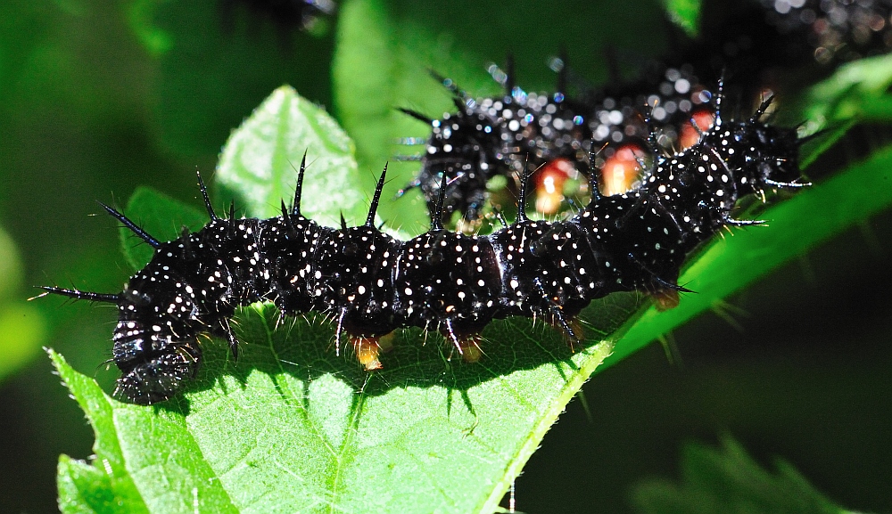 Schwarze Schönheit