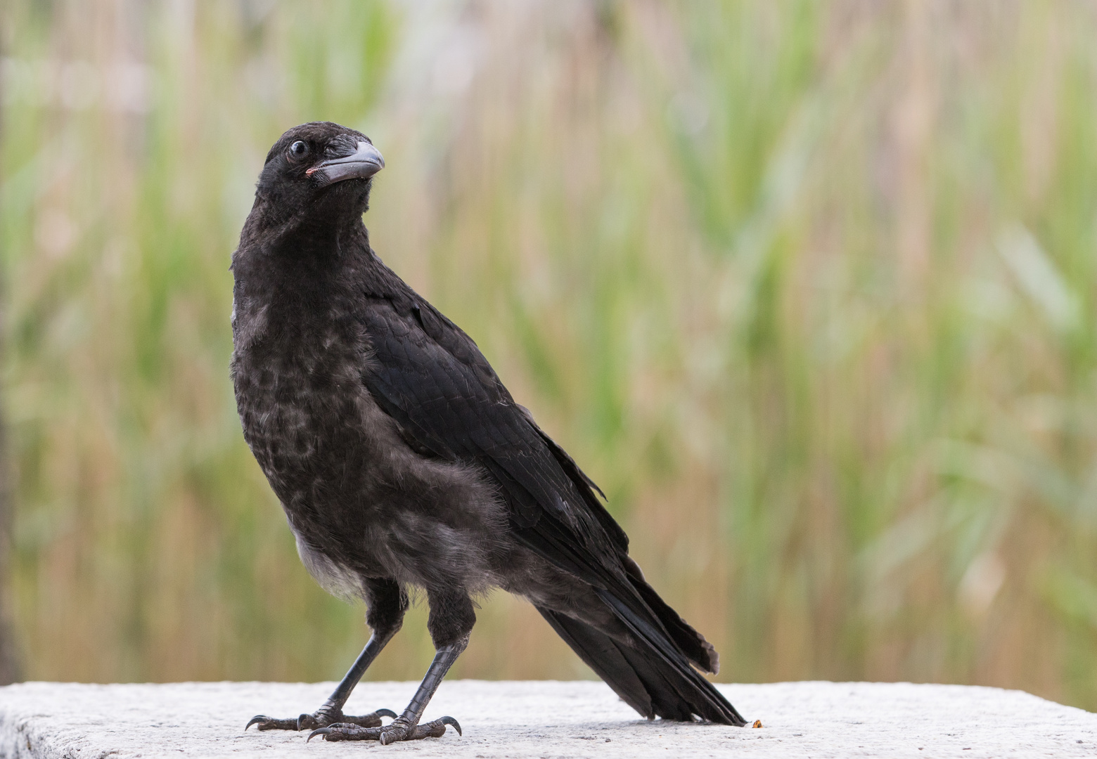 Schwarze schönheit