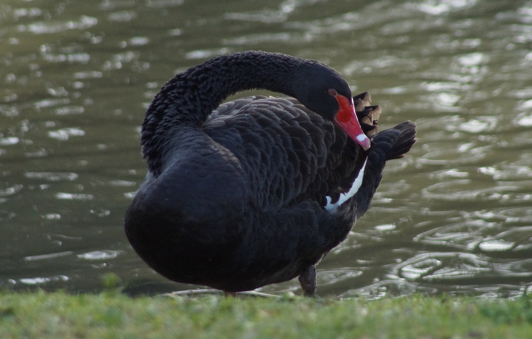 Schwarze Schönheit