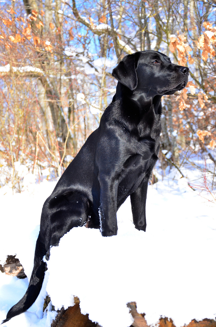 Schwarze Schönheit in der Wintersonne