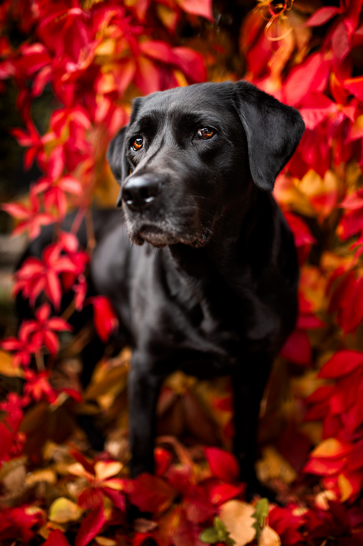 Schwarze Schönheit in herbstlicher Kulisse 