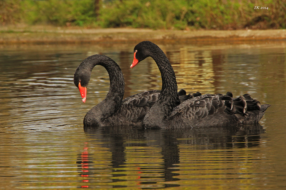 schwarze Schönheiten