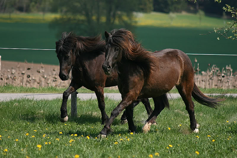 Schwarze Schönheiten Schwarze Schönheiten