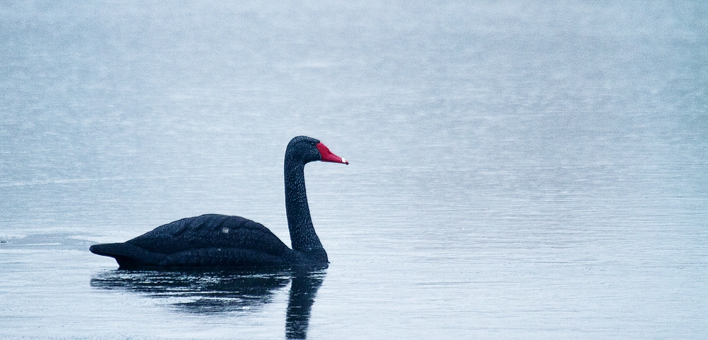 Schwarze Schwäne