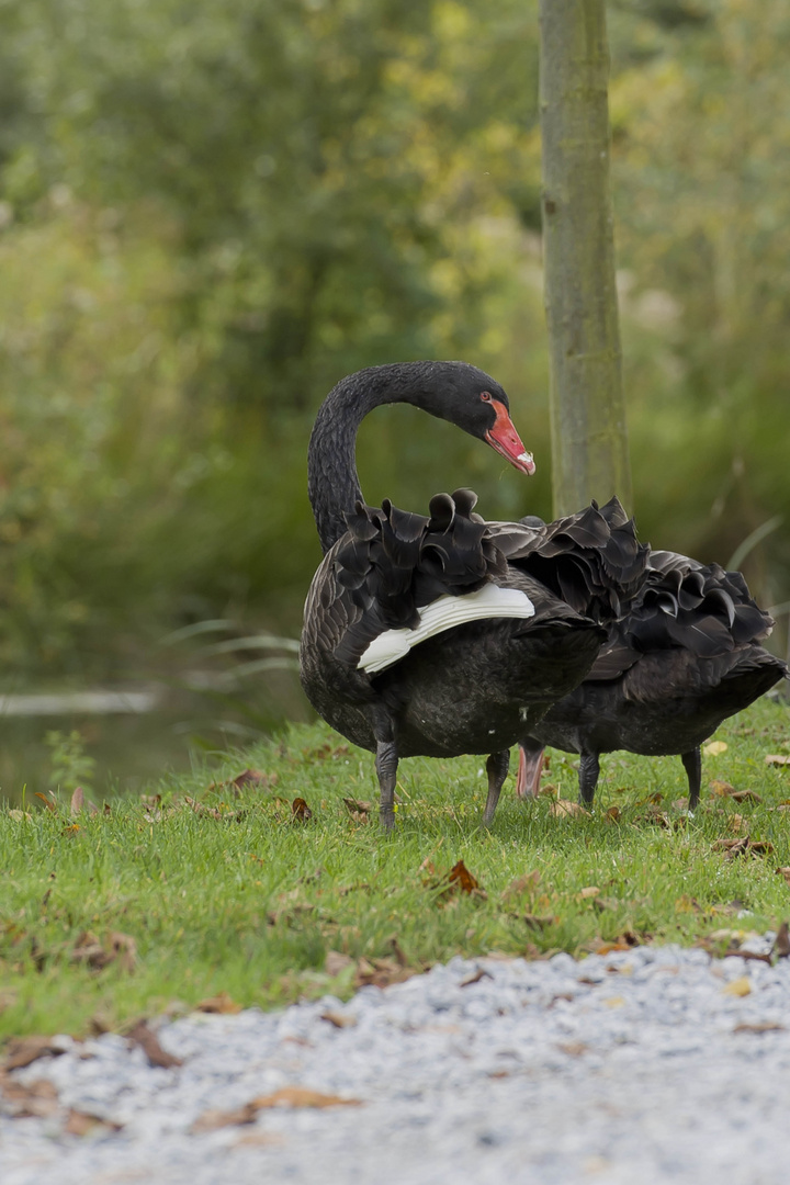 Schwarze Schwäne