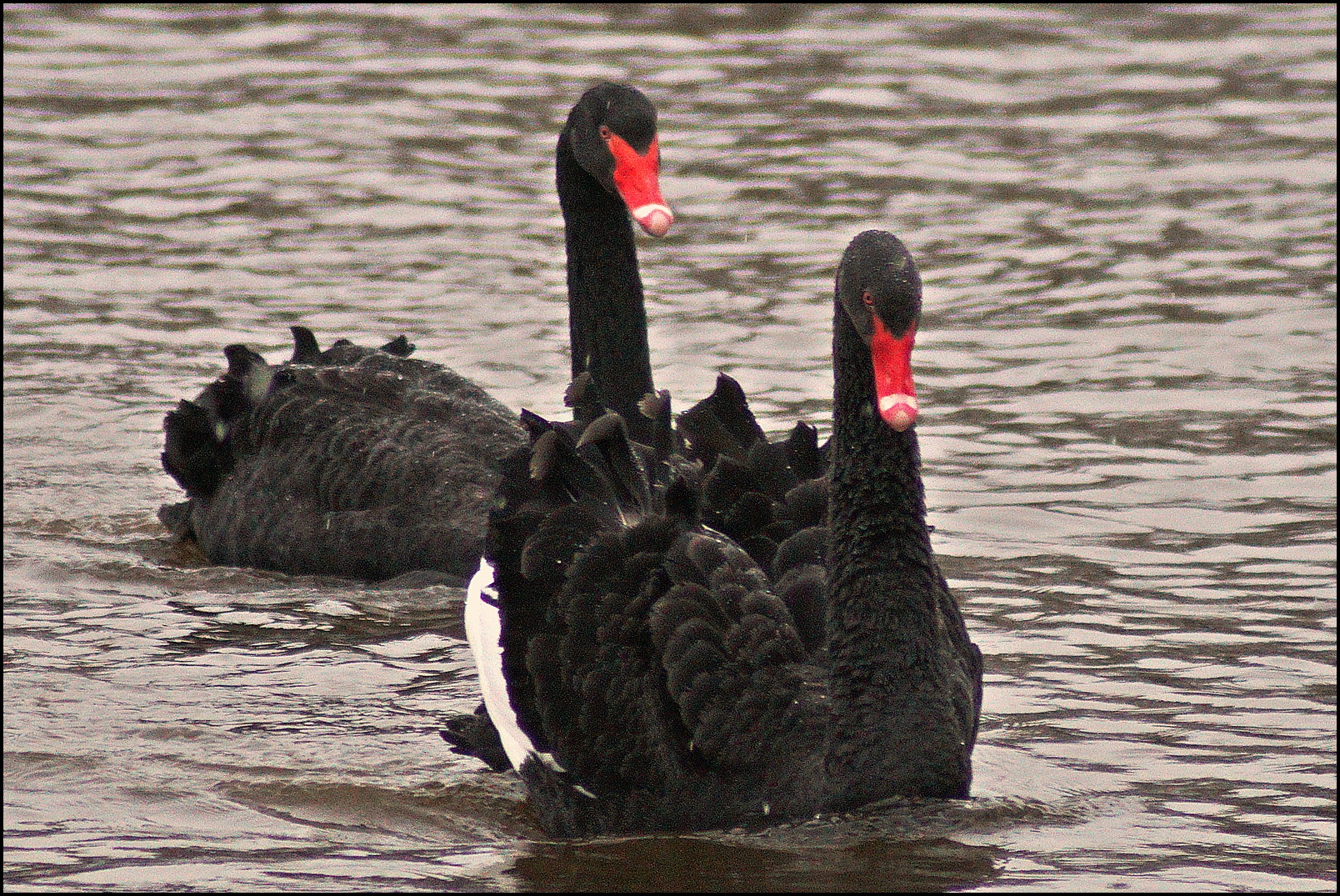 Schwarze Schwäne