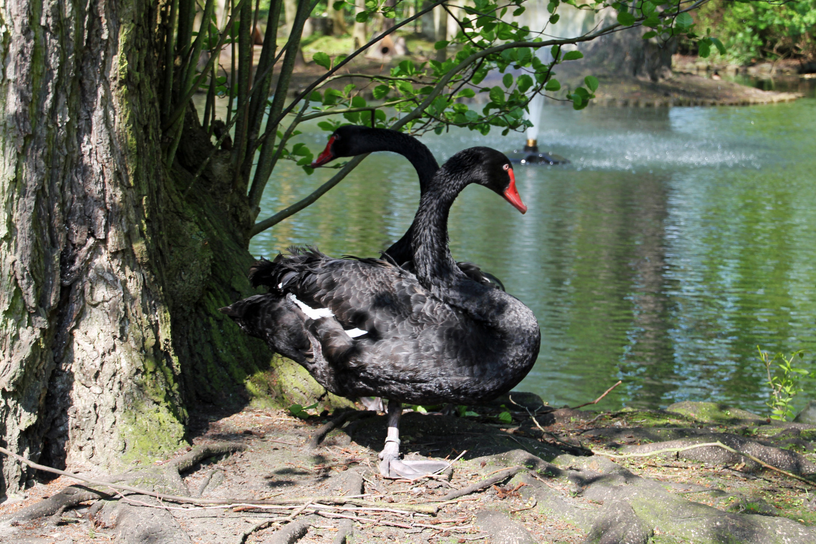 Schwarze Schwäne