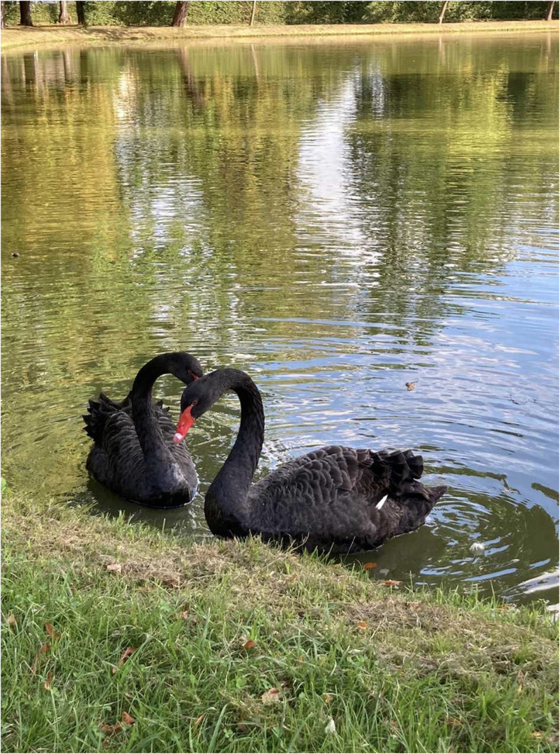 schwarze Schwäne Foto & Bild | teich, natur, gespiegelt Bilder auf fotocommunity