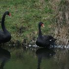 Schwarze Schwäne (Schloss Höllinghofen)