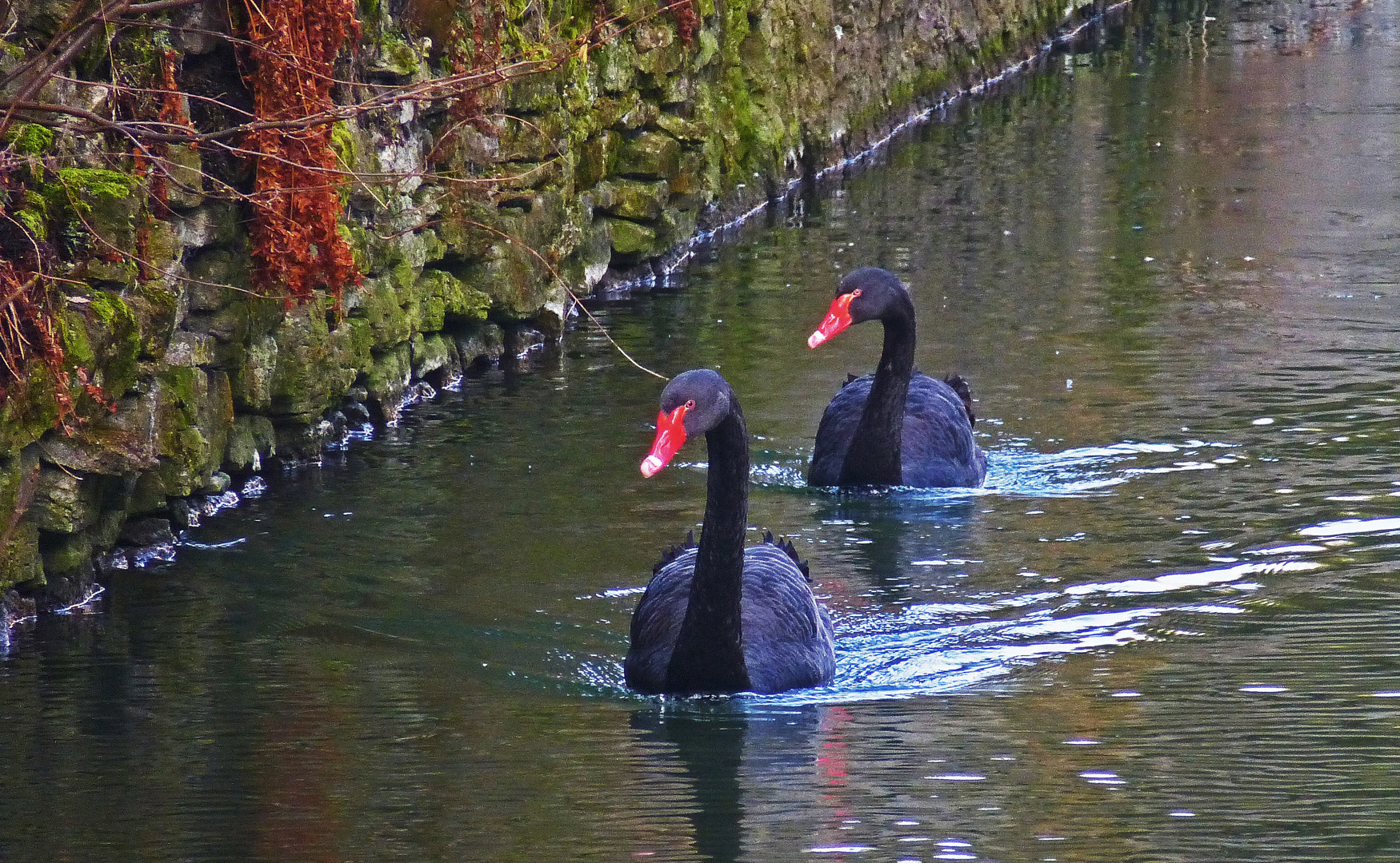 Schwarze Schwäne Teich Foto & Bild tiere, vögel, wild Bilder auf