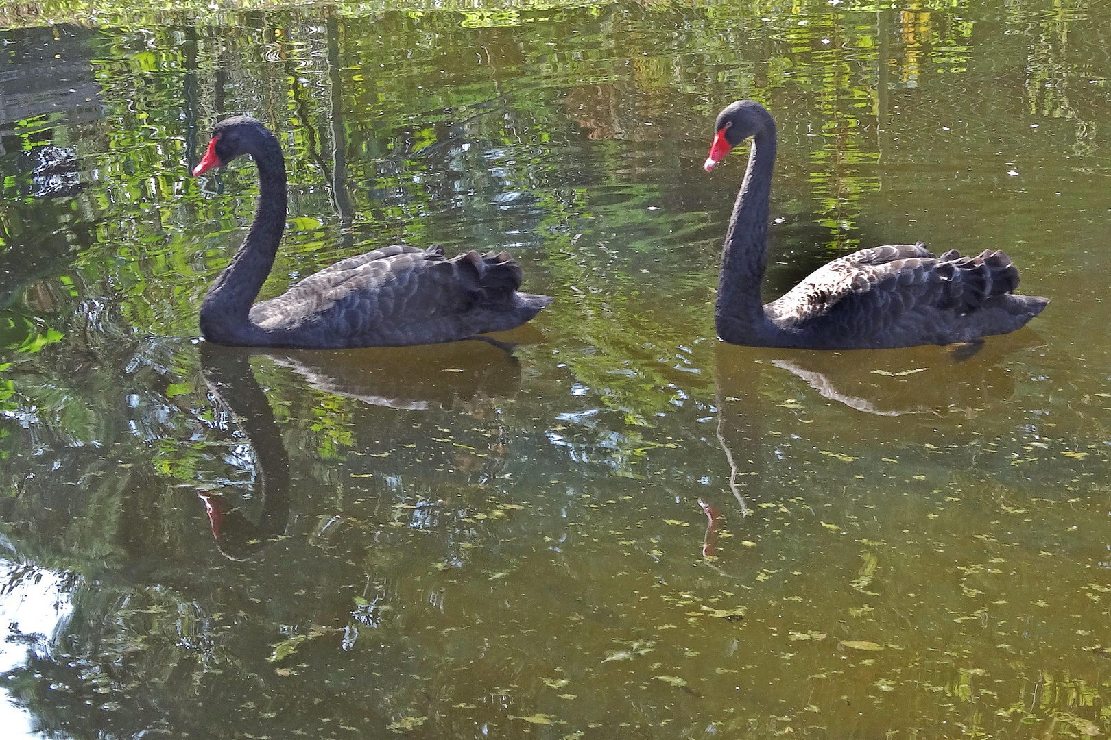 Schwarze Schwäne (Trauerschwäne) im Zoo Neuwied