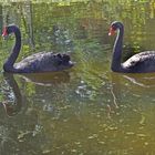 Schwarze Schwäne (Trauerschwäne) im Zoo Neuwied