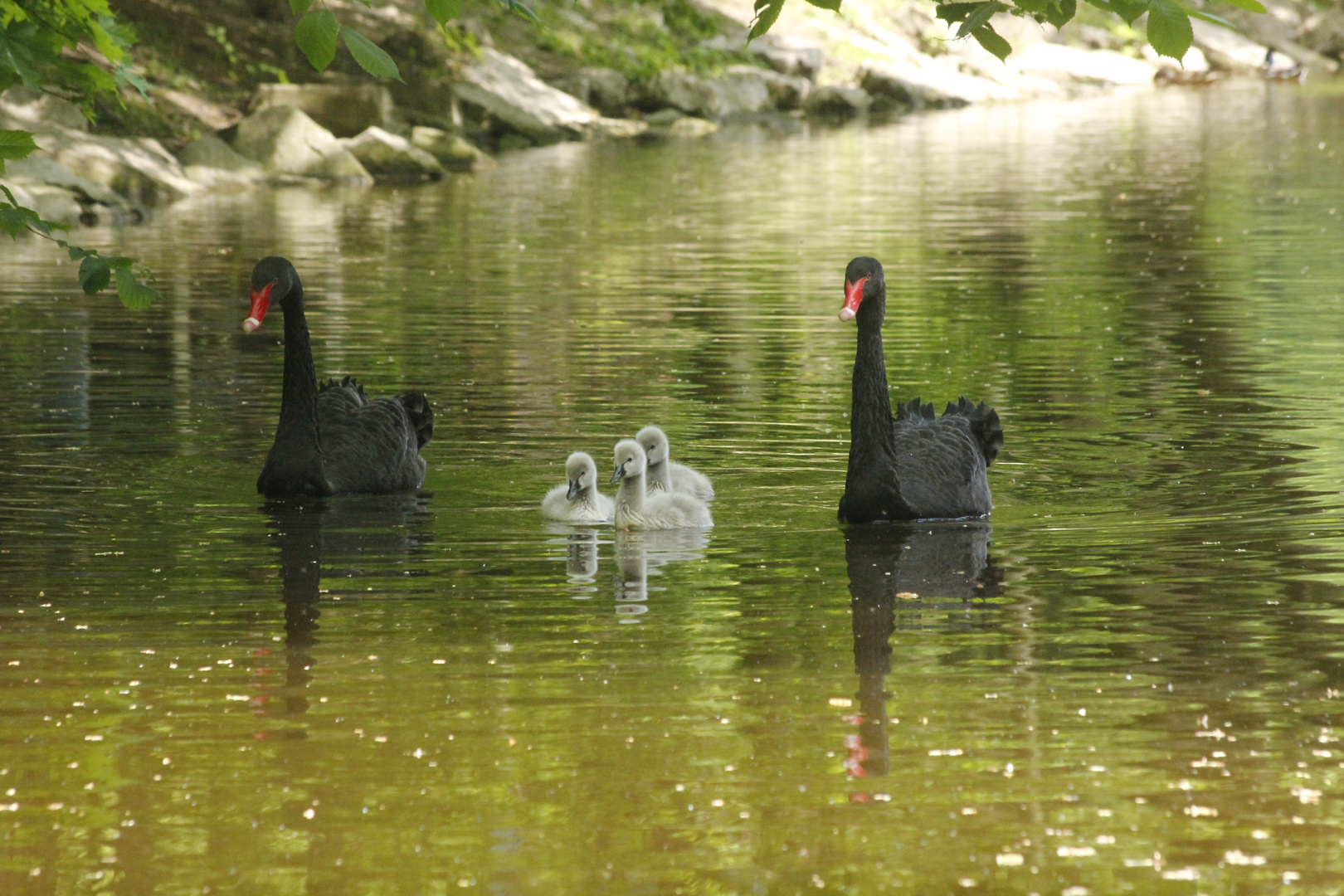 Schwarze Schwanenfamilie