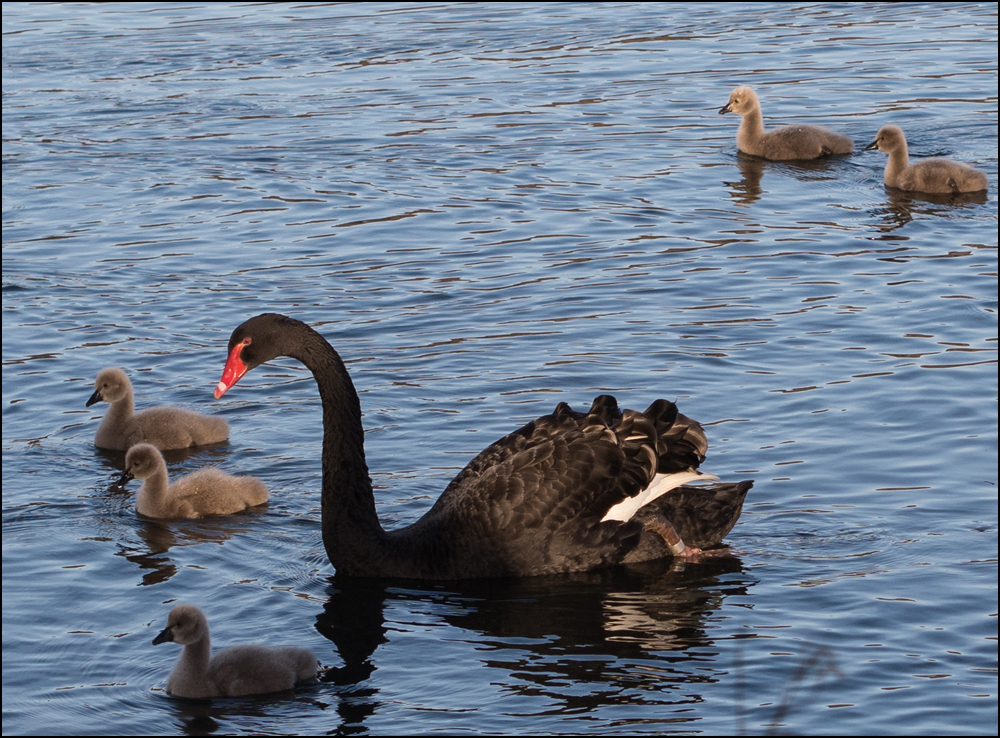 Schwarze Schwanenmutter mit Nachwuchs