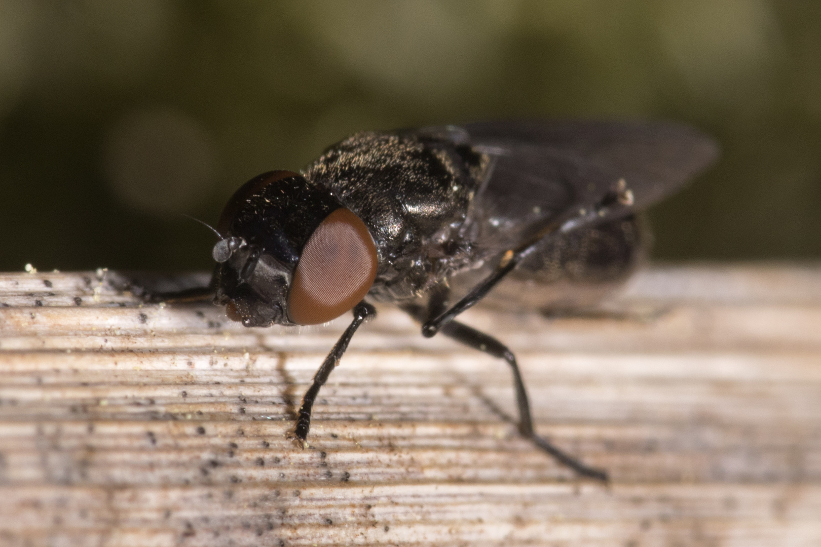 schwarze Schwebfliege I