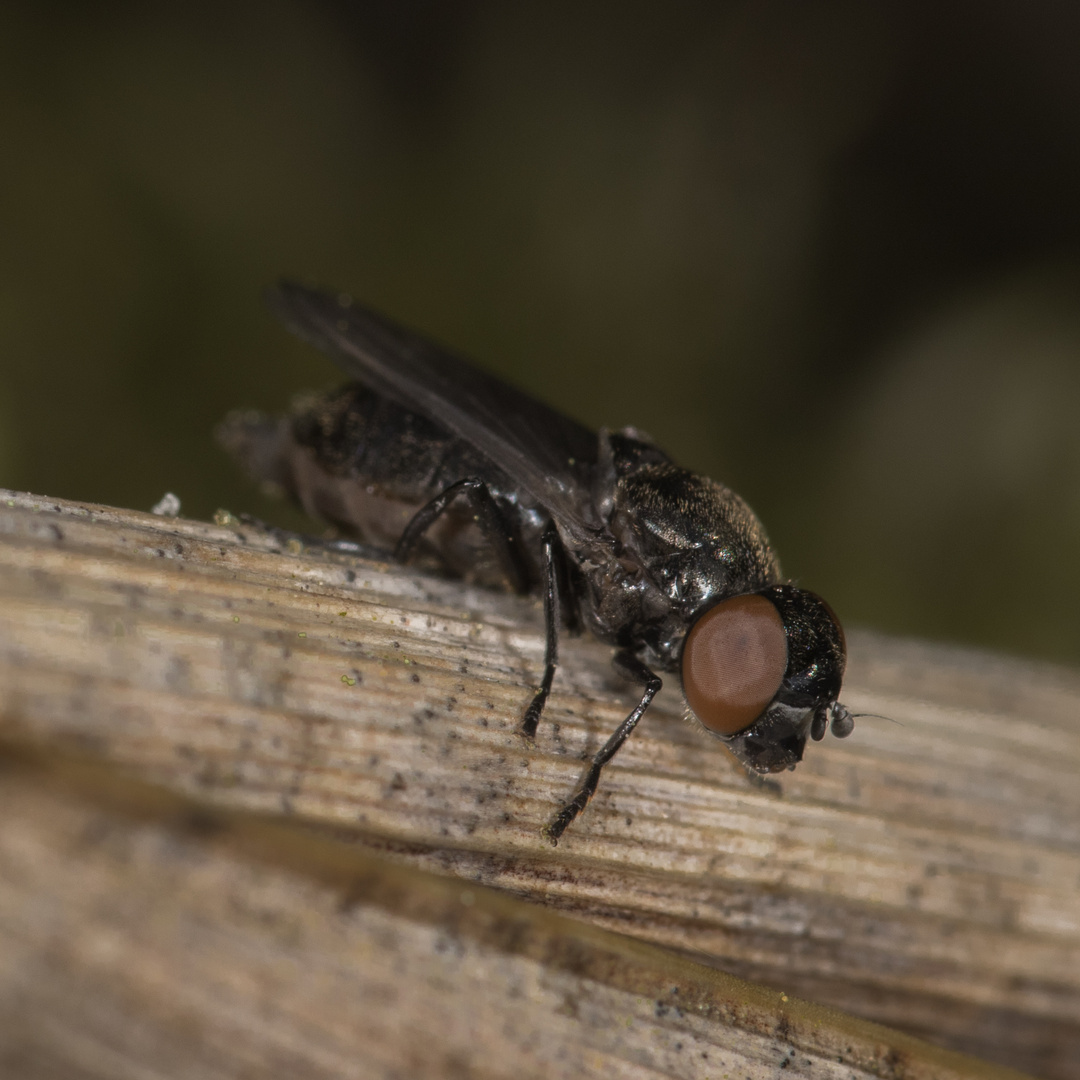 schwarze Schwebfliege II