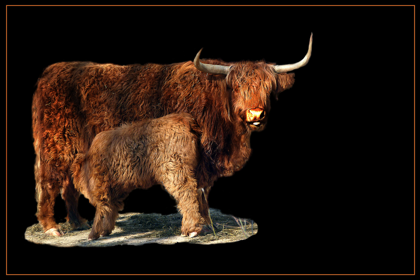 Schwarze Serie - Highland Cattle