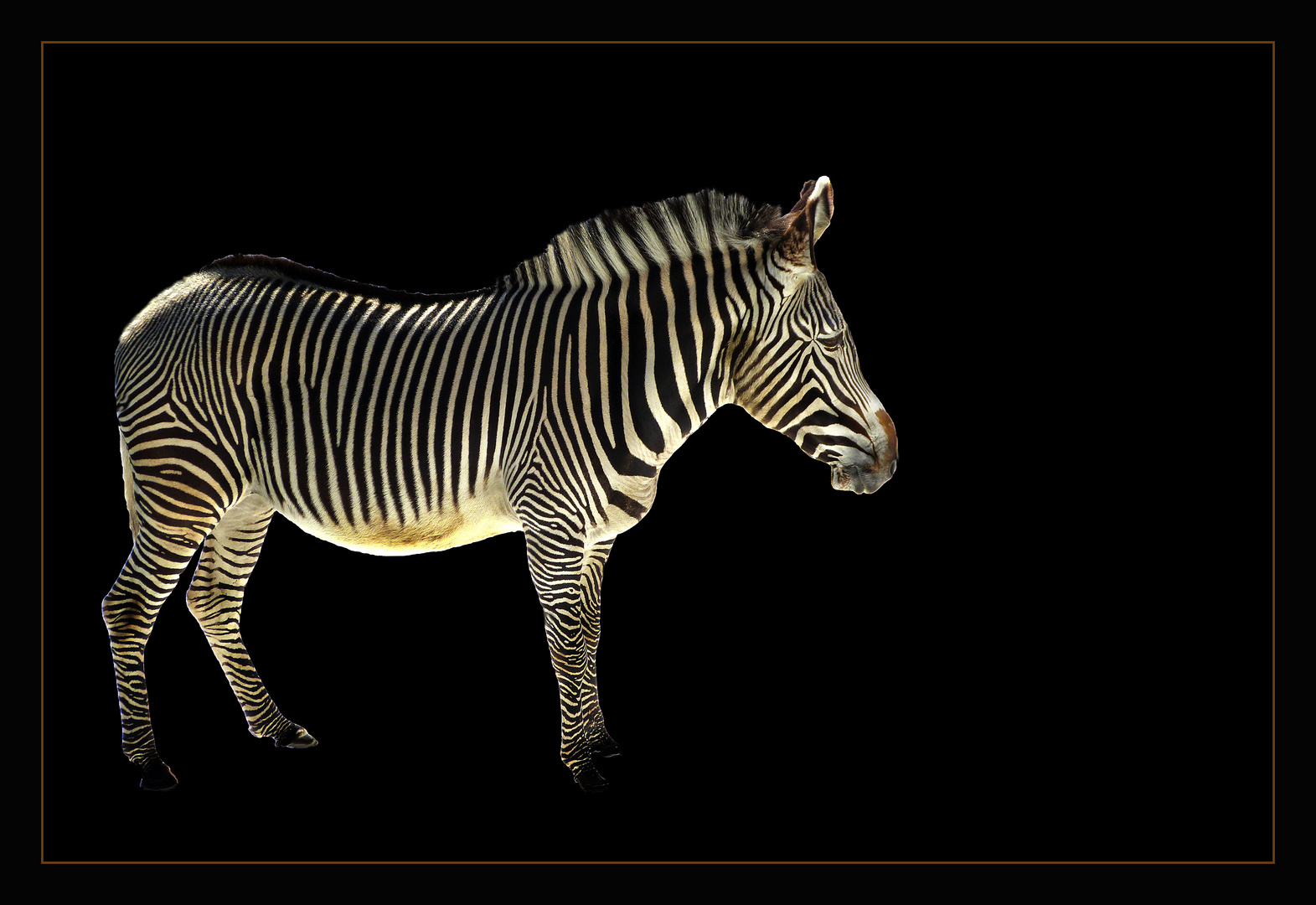 Schwarze Serie - Zebra