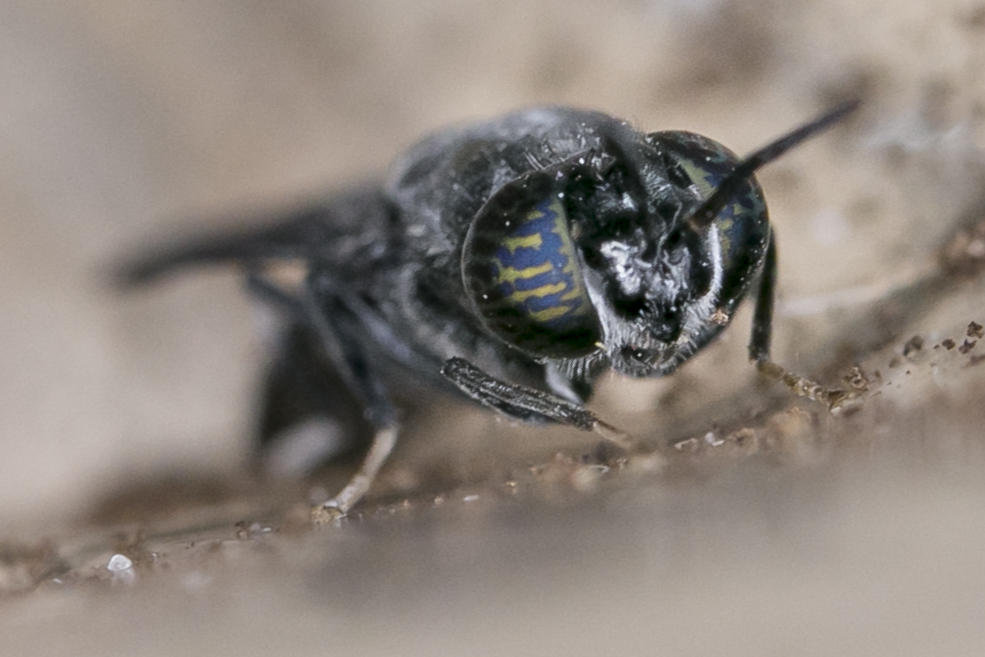 Schwarze Soldatenfliege (Hermetia illucens)