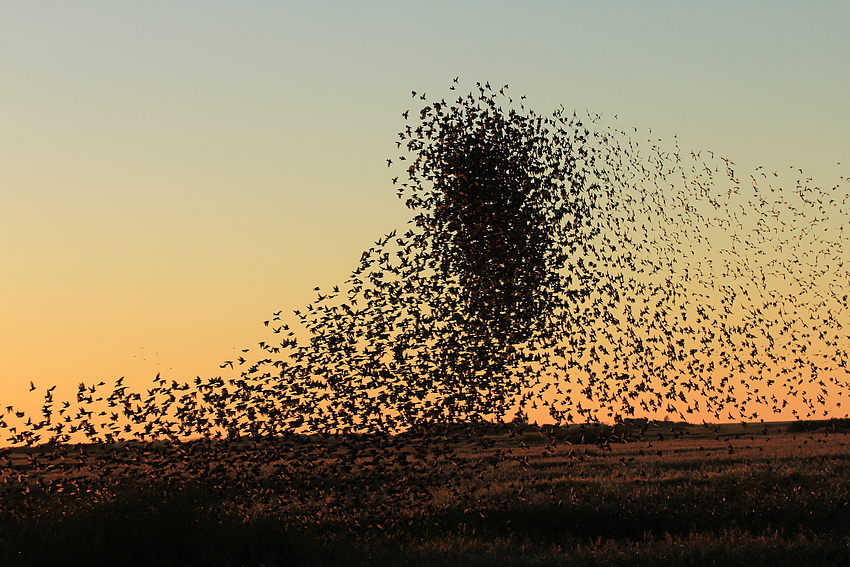 Schwarze Sonne... Foto & Bild tiere, wildlife, wild lebende vögel