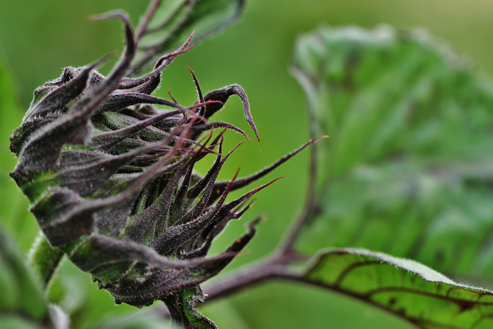 Schwarze Sonnenblume