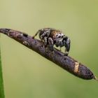 Schwarze Springspinne