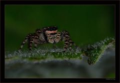 schwarze Springspinne