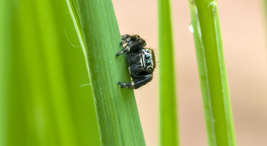 Schwarze Springspinne