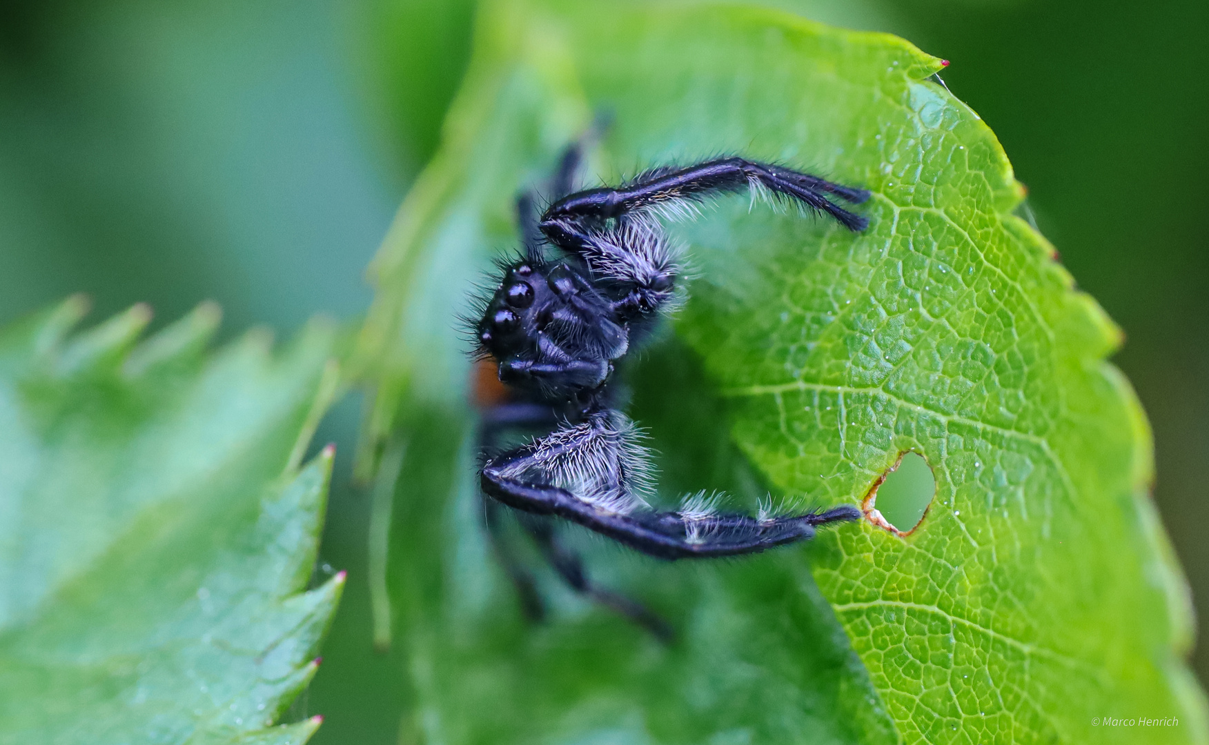 Schwarze Springspinne