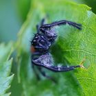 Schwarze Springspinne