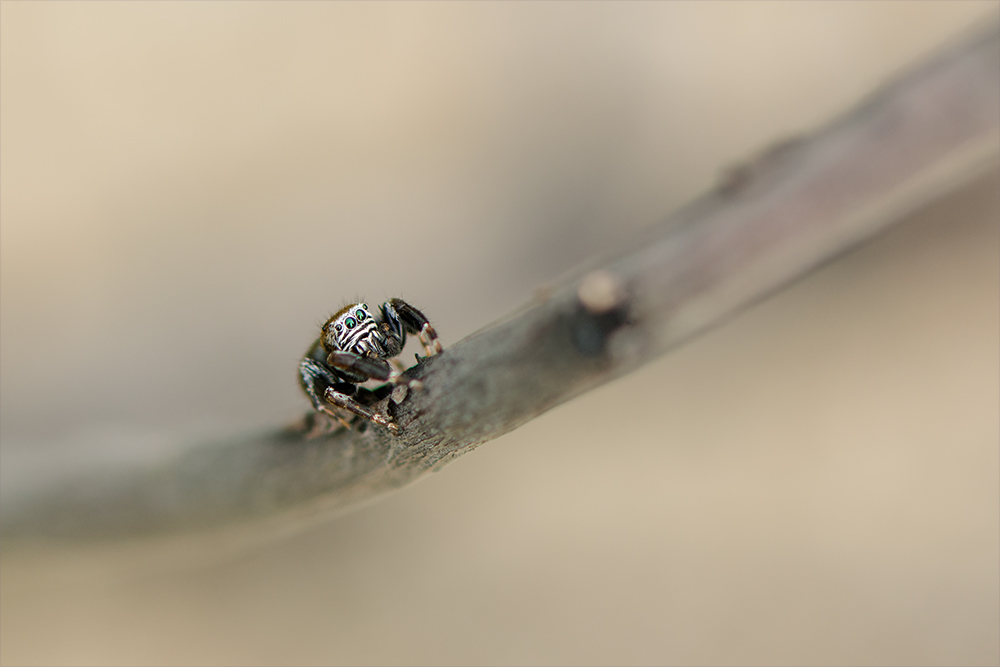 Schwarze Springspinne