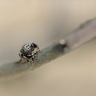 Schwarze Springspinne