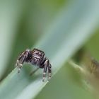 Schwarze Springspinne