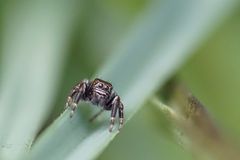 Schwarze Springspinne