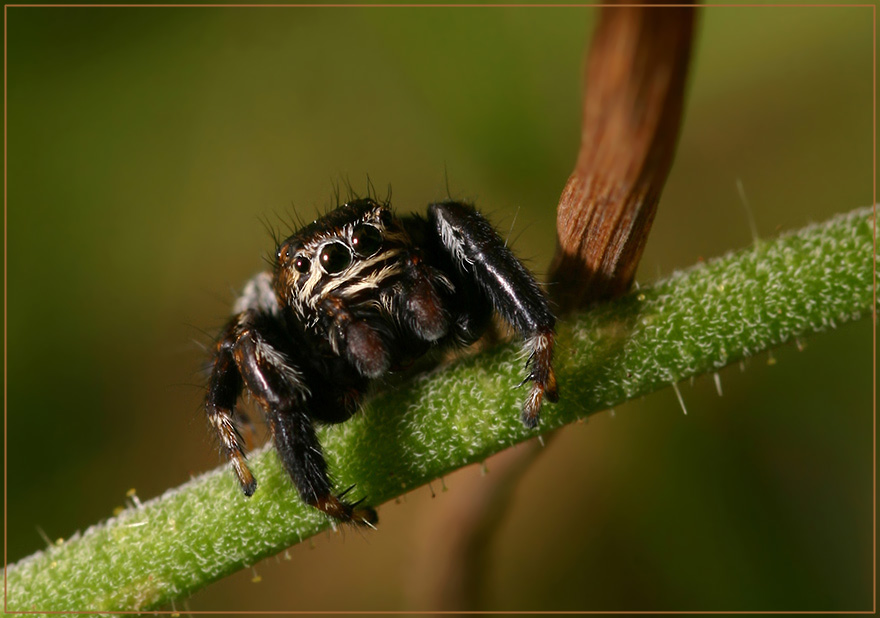 Schwarze Springspinne