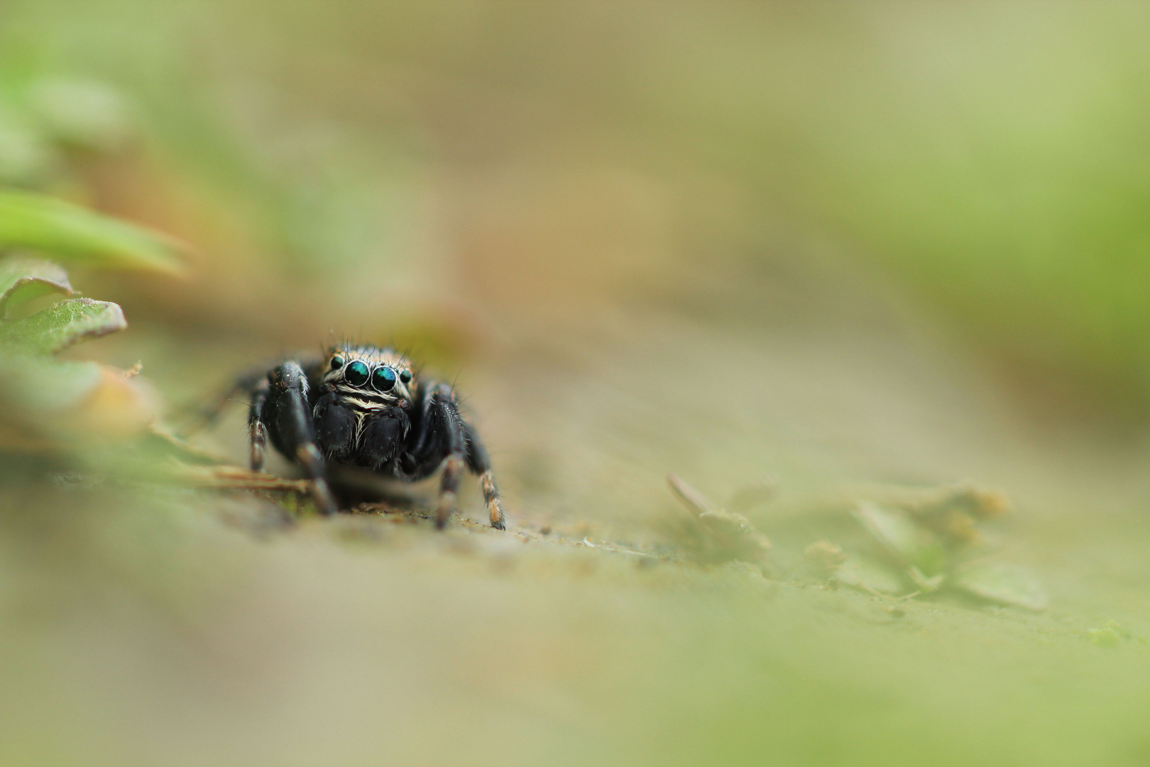 Schwarze Springspinne