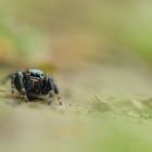 Schwarze Springspinne